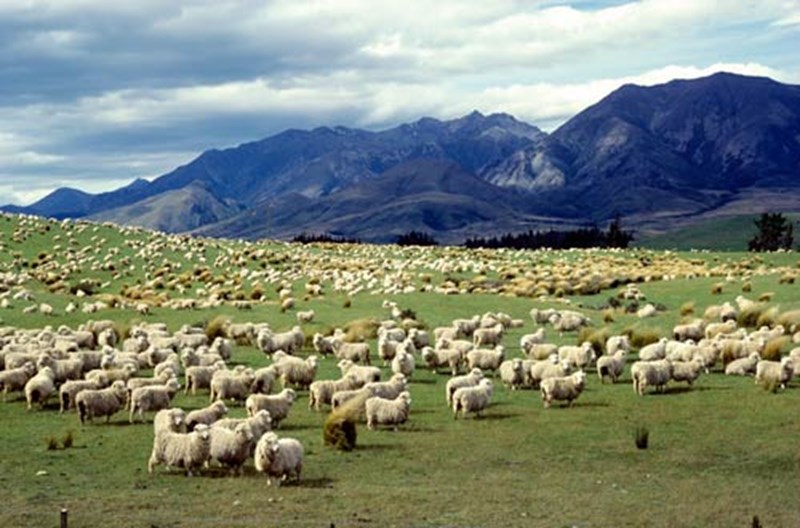 What the flock are you looking at?