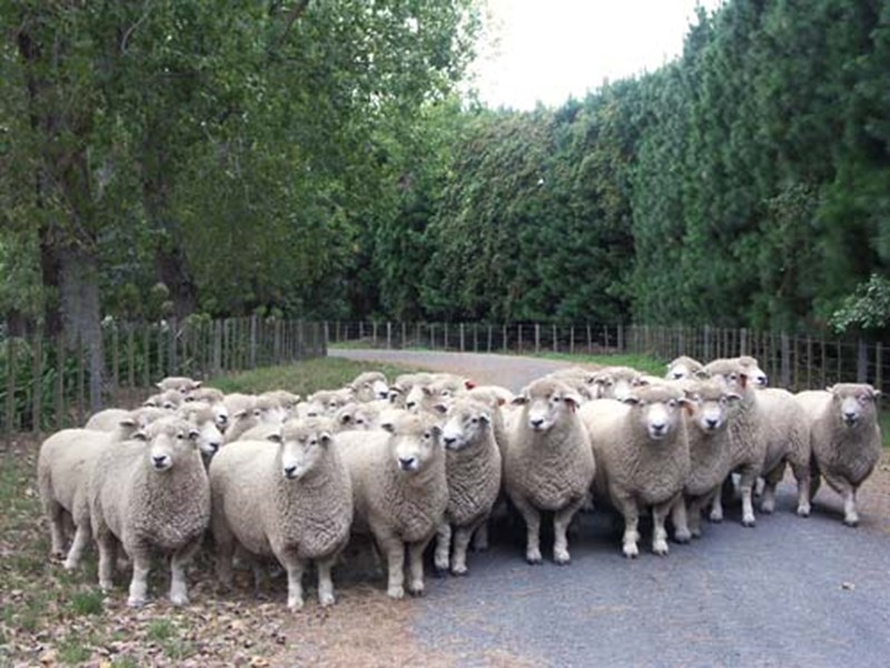 A New Zealand traffic jam
