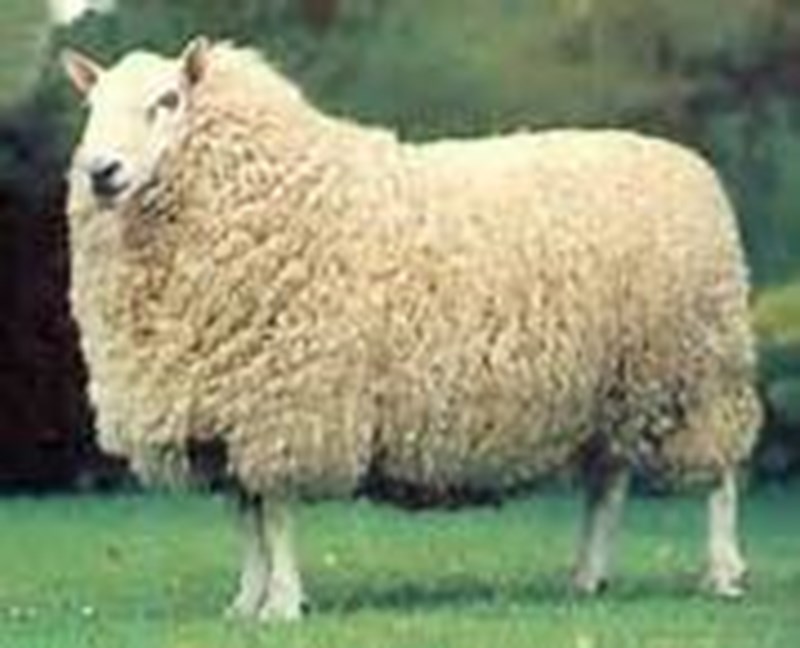A Perendale sheep