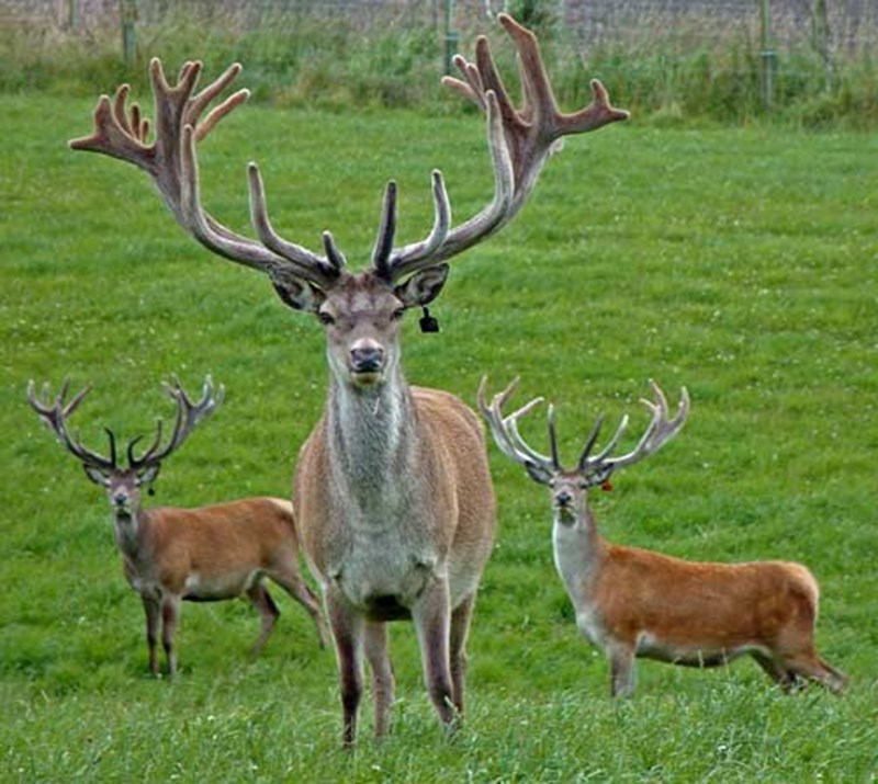 A domesticated Red Deer