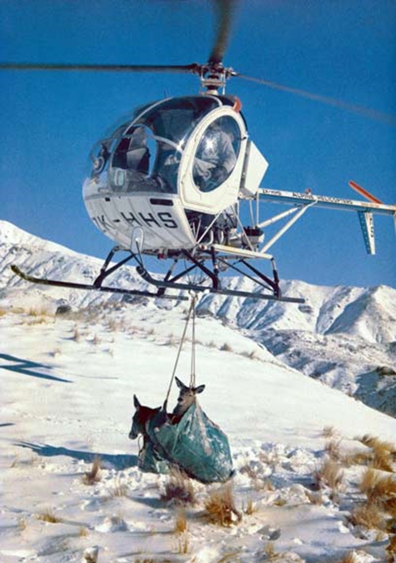 Helicopter retrieval of wild deer for farming