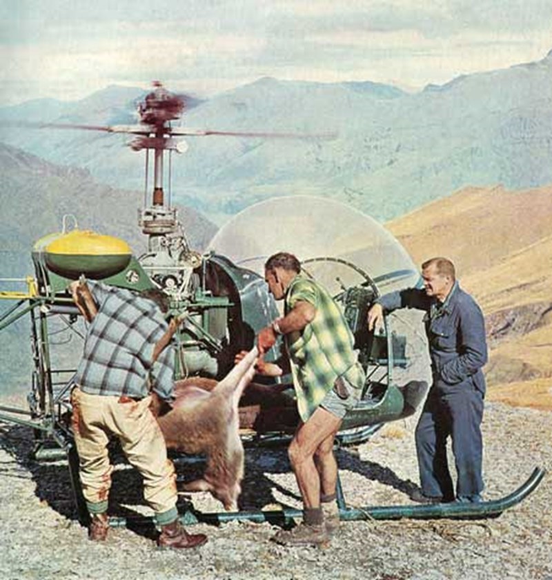 Helicopter retrieval of wild deer for farming