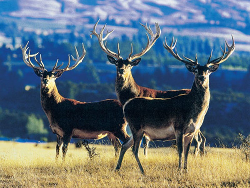 Three stags