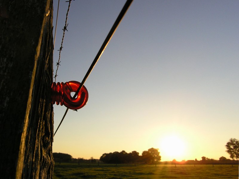 Electric Fence — Bill Gallagher