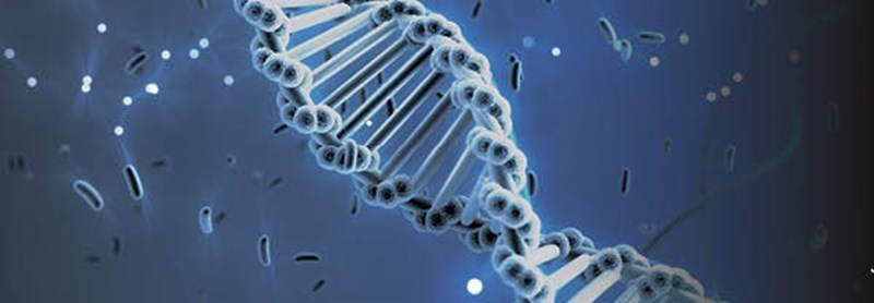 DNA (Not to scale)