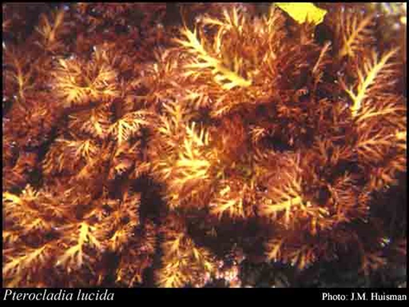 Agar Lady