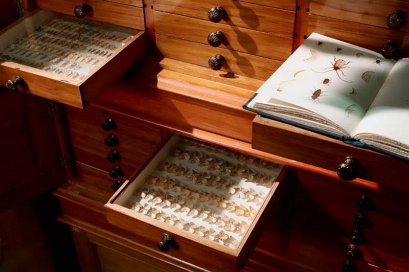 Hudson's butterfly collection is at Te Papa