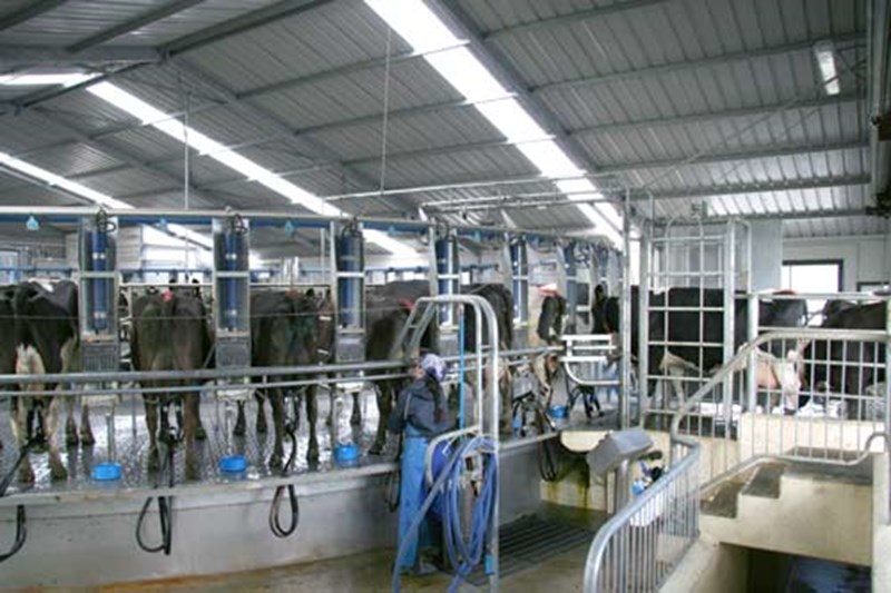 Rotary Milking Shed and Herringbone Shed
