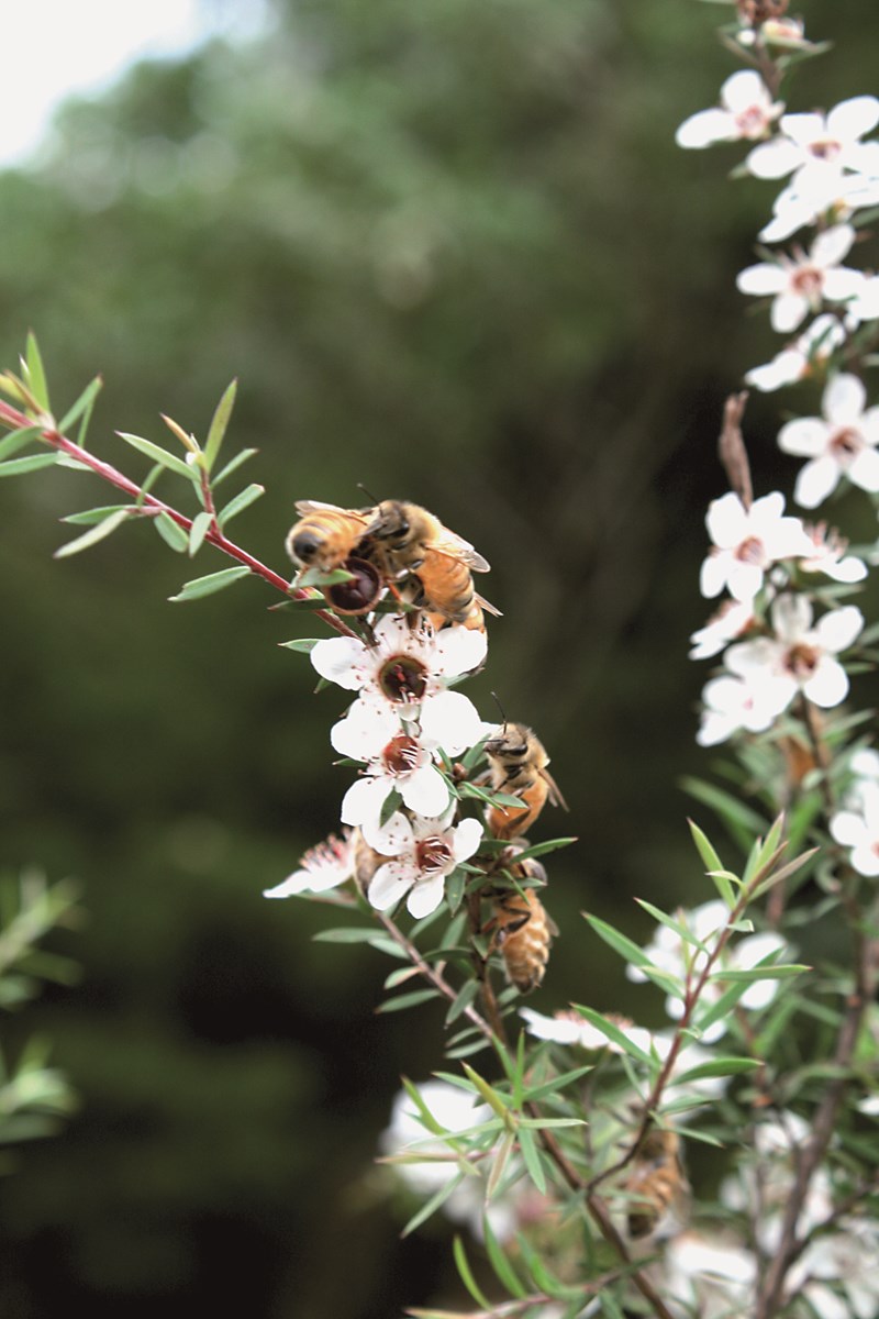 Manuka Honey