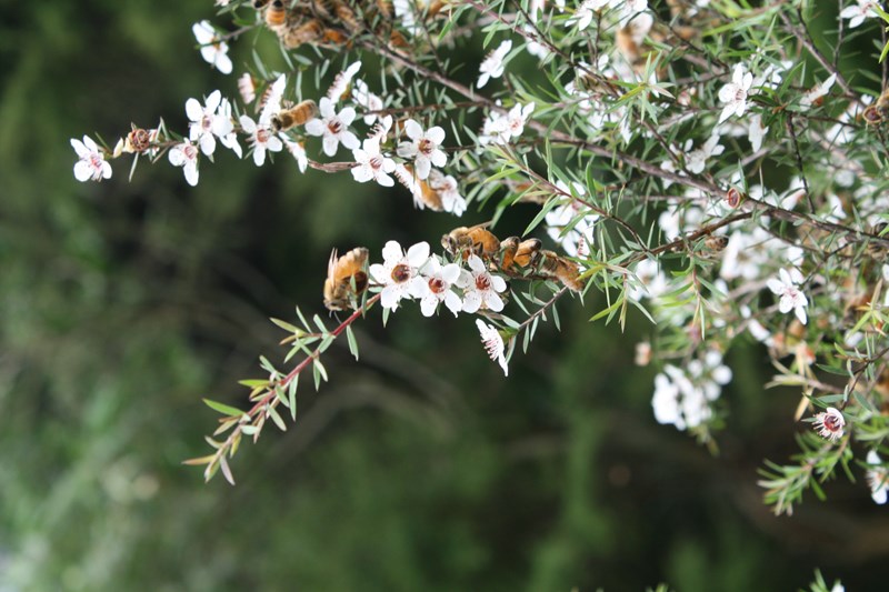 Manuka Honey