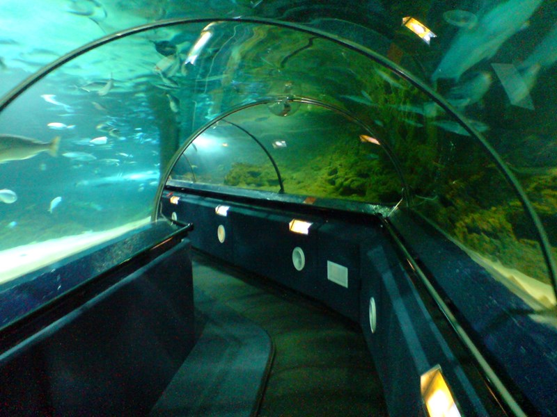 Aquarium Tunnel — Kelly Tarlton