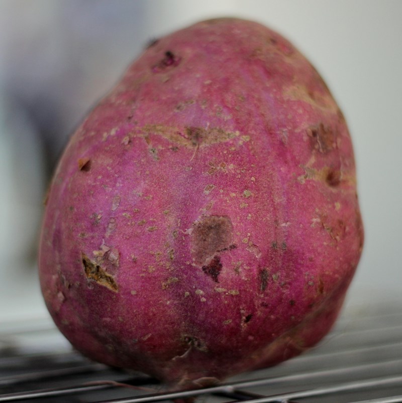 Microclimate Agriculture