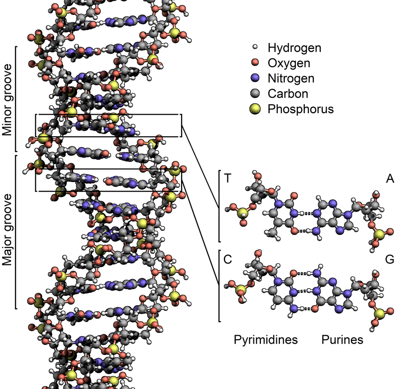Discovery of DNA — Maurice Wilkins