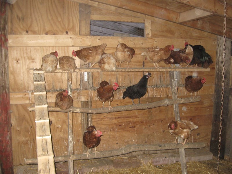 All your chickens have come home to roost