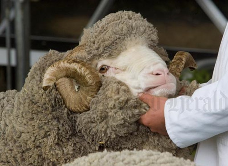 NZ Bred Sheep — Ram-bo