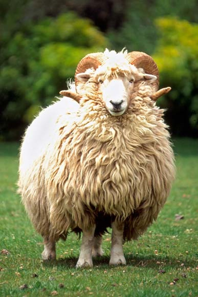 NZ Bred Sheep — A chic sheep