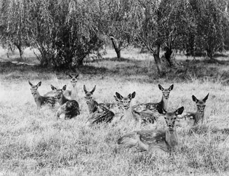 Domesticated Deer — Wild Red deer