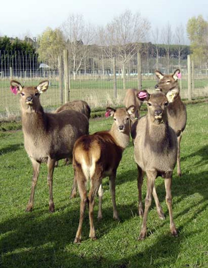 Domesticated Deer — Domesticated deer