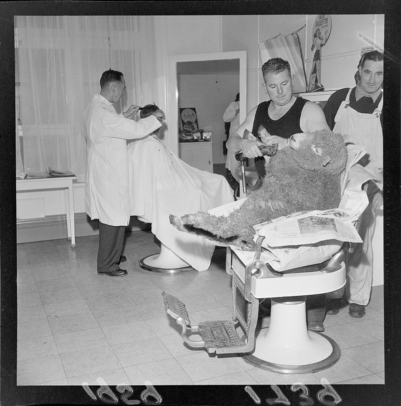 Wide-toothed shearing comb — gallery image