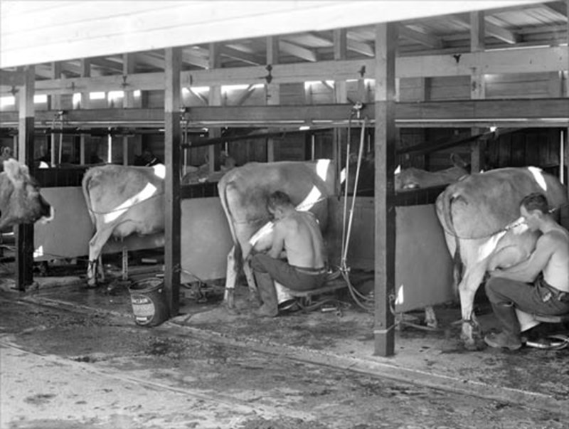 Rotary Milking Shed and Herringbone Shed — Ron Sharp / Merv Hicks