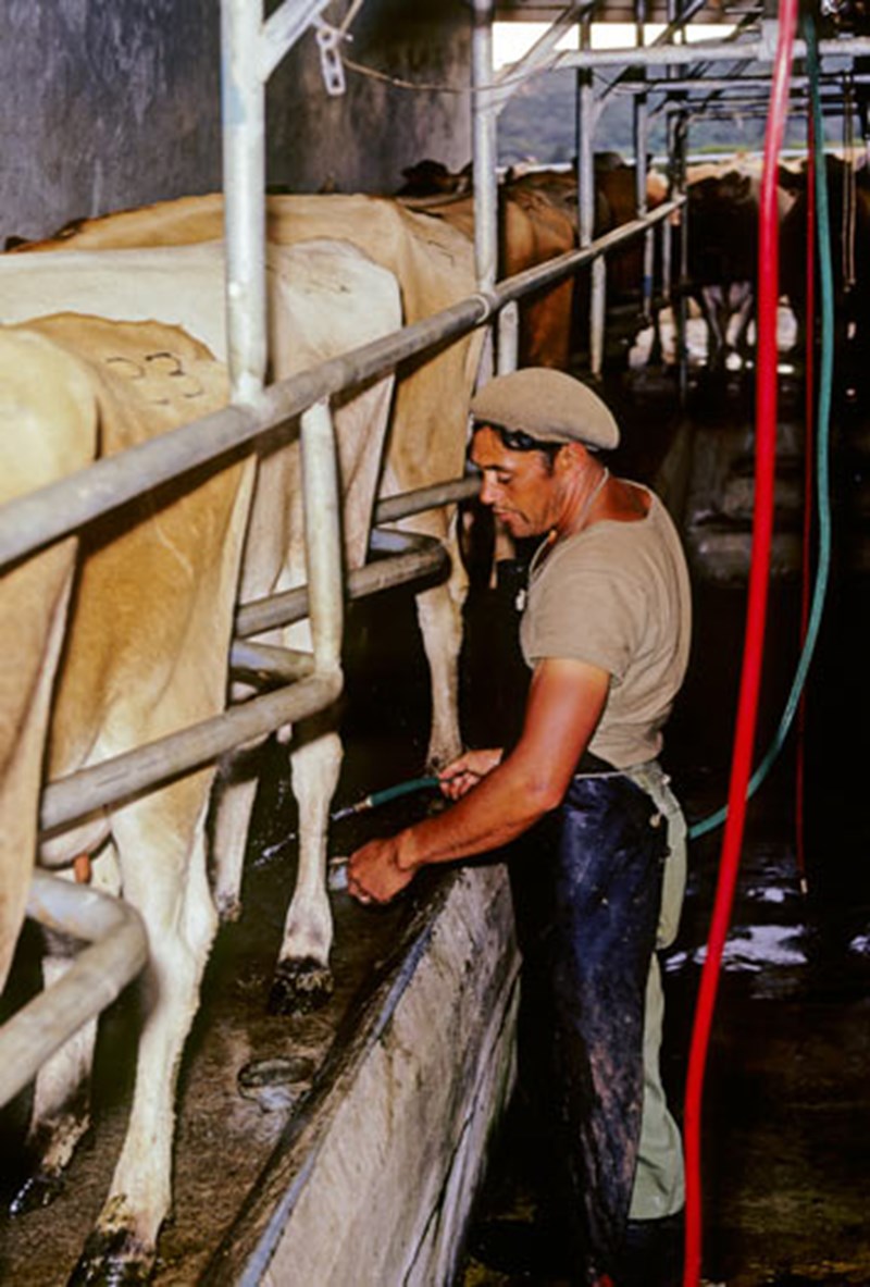 Rotary Milking Shed and Herringbone Shed — gallery image