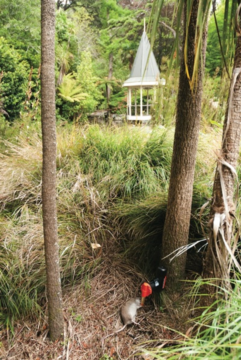 Resetting possum trap — gallery image