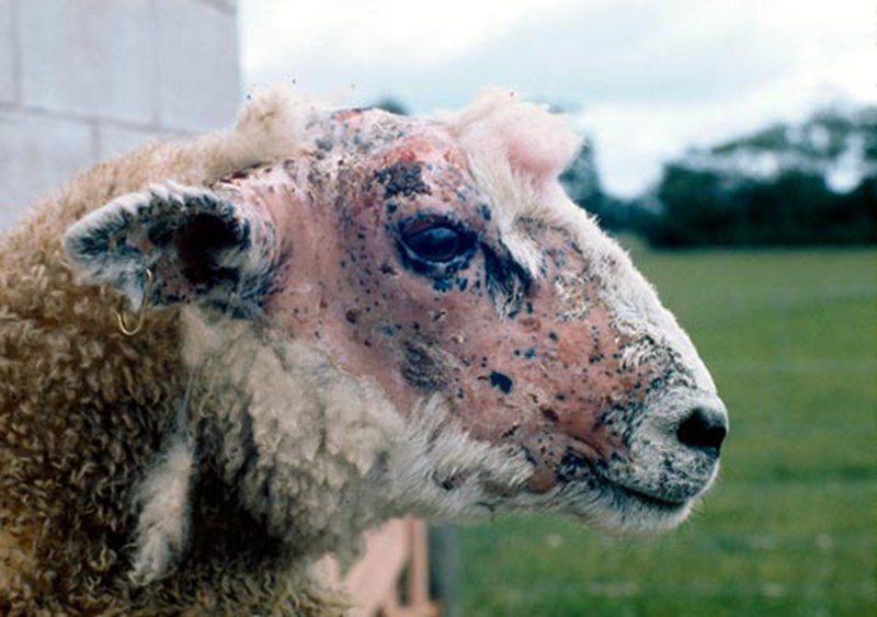 Zinc treatment for facial eczma in cows — gallery image