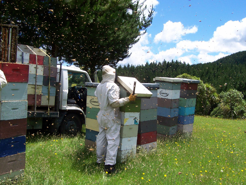Manuka Honey — gallery image