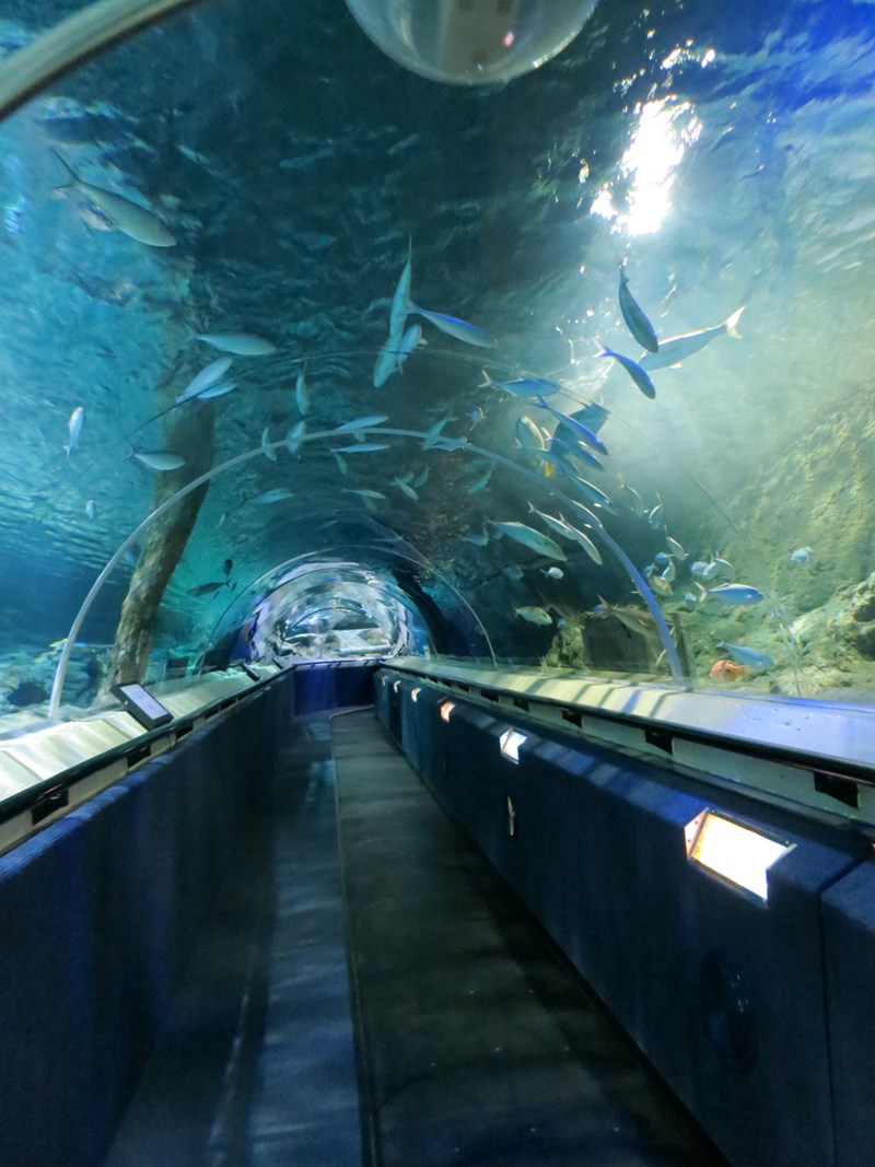 Aquarium Tunnel — gallery image
