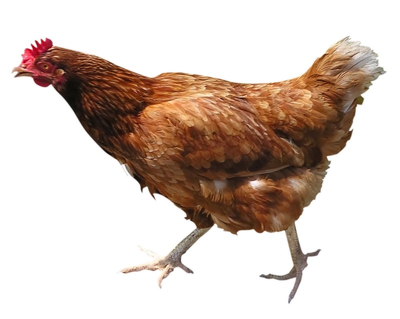 Chicken switch — Robert Ellis