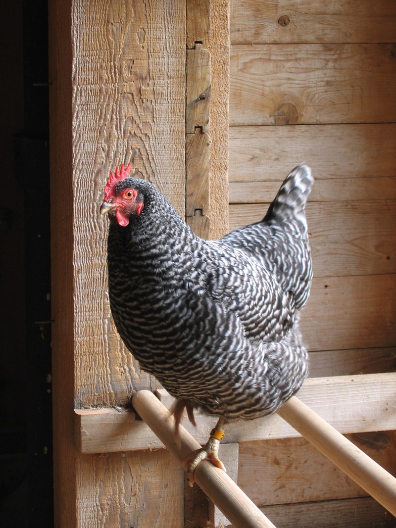 Chicken switch — A chicken recreates the Brightwater invention